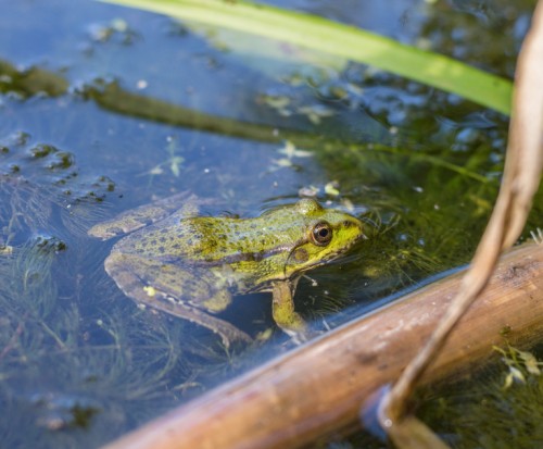 algae_frog