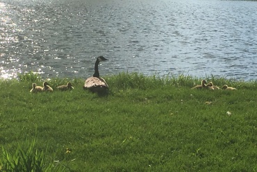 Awww, look at the little goslings! How cute?