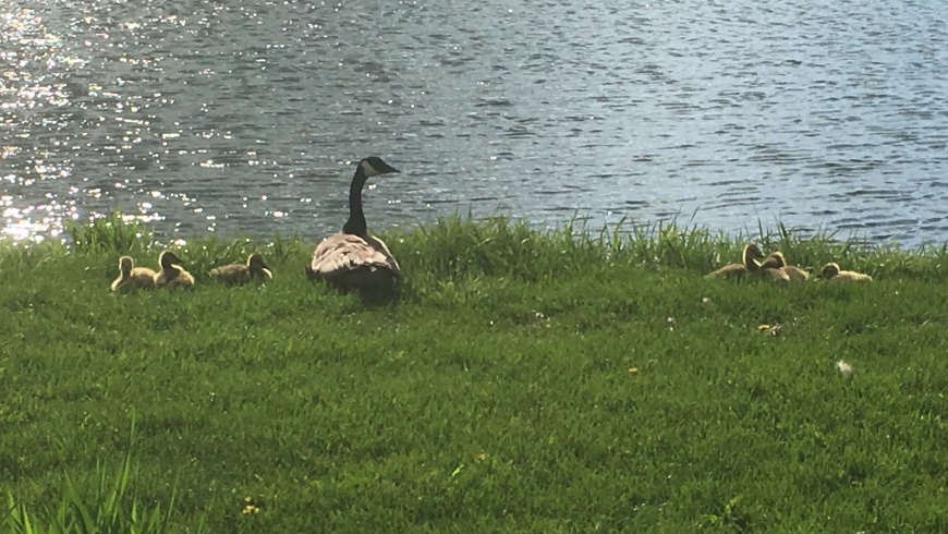 Awww, look at the little goslings! How cute?
